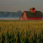 red barn in field of wheat